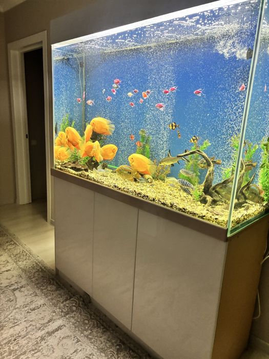 Большой аквариум+рыбы