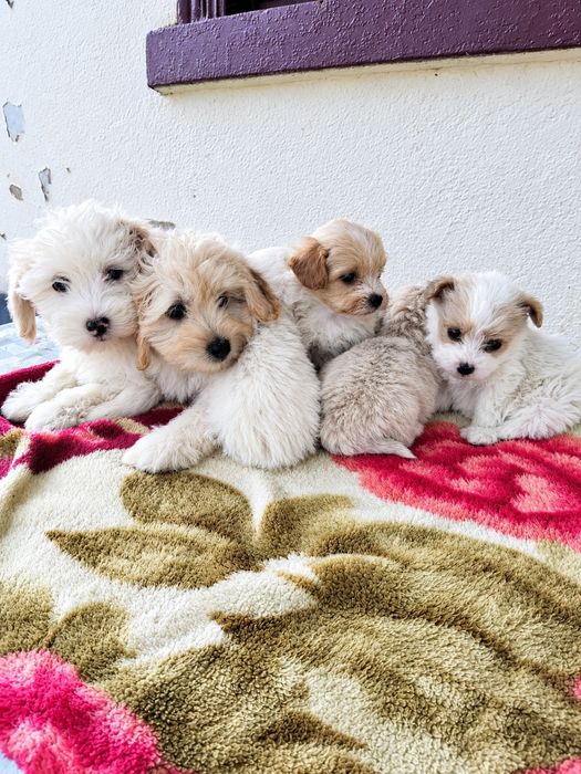 Maltipoo super ofertă