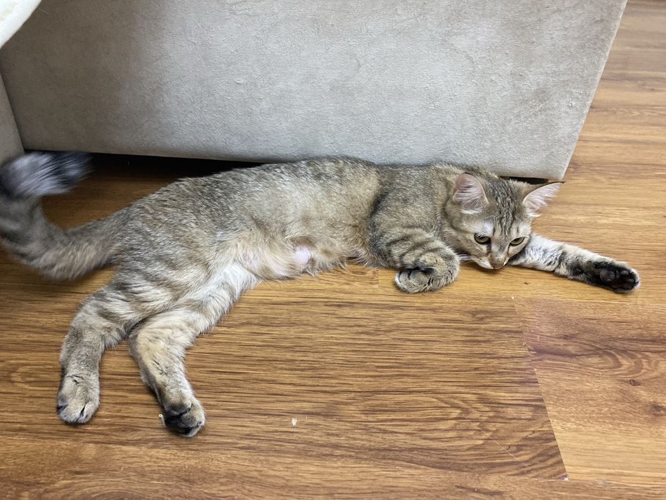Котята, котенок, девочка