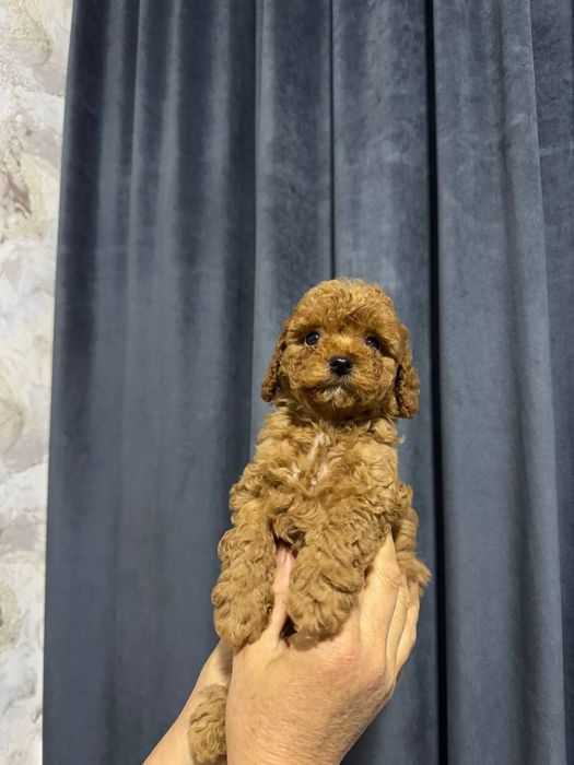 Продаётся  мини пуделья мальчики