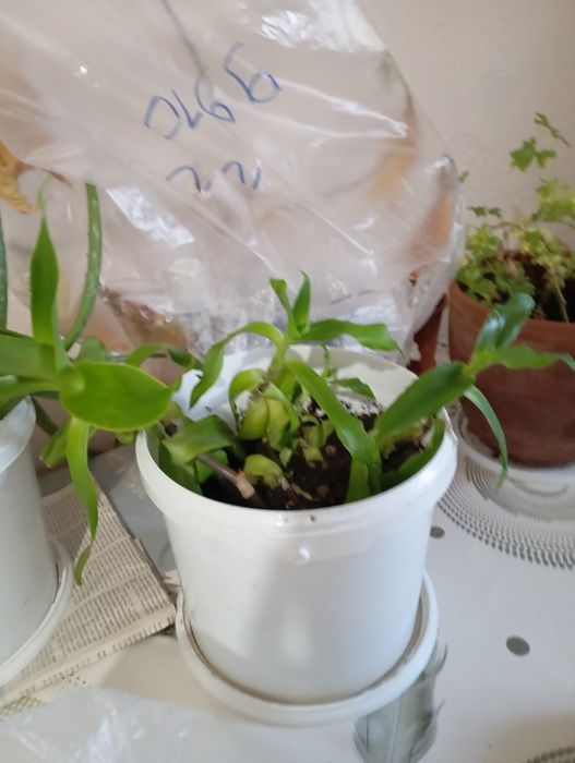 Продам  цветы всё по 5000