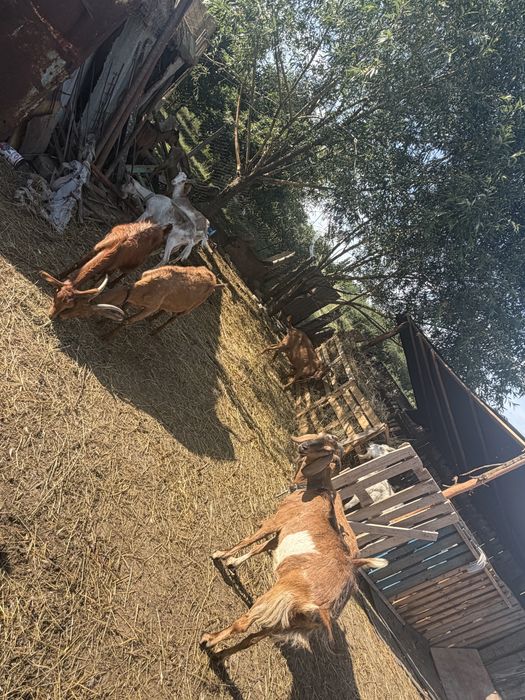 Vand capre si iezi