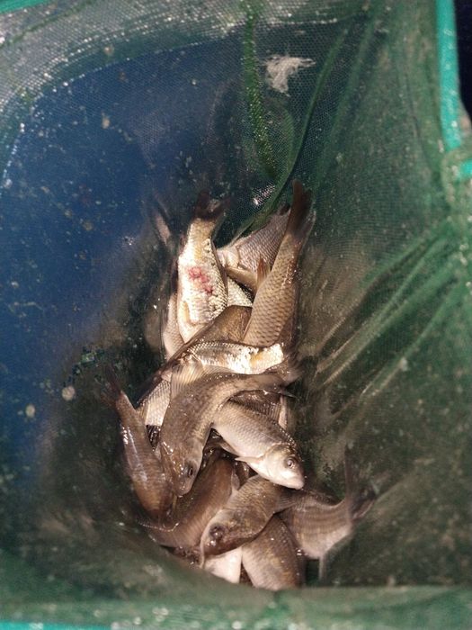 Живец сатылады..