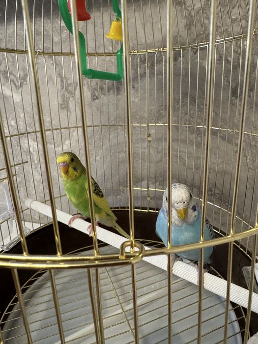 2 попугая + клетка и всё необходимое