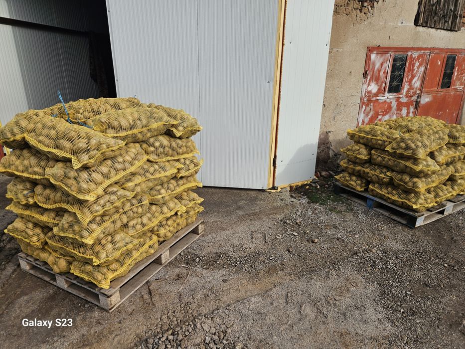 Картофи Сорая за консумация