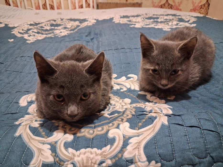 Отдам котят (бесплатно)