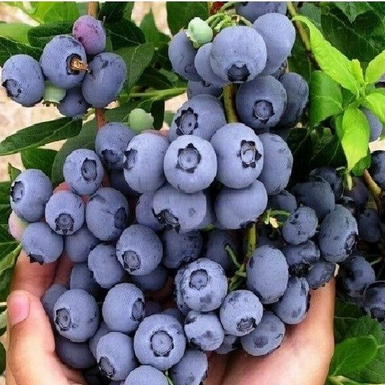 Vand afine soiul Duke și smochini alroiti