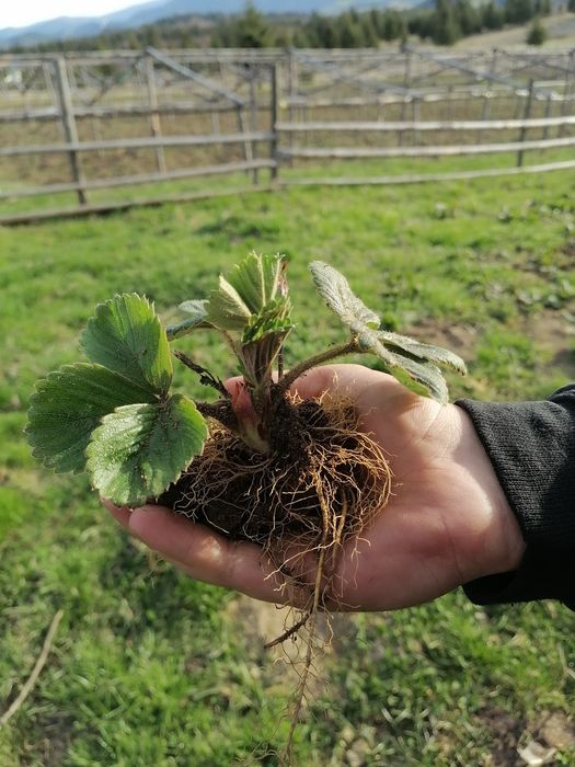 Stoloni capsuni de vanzare