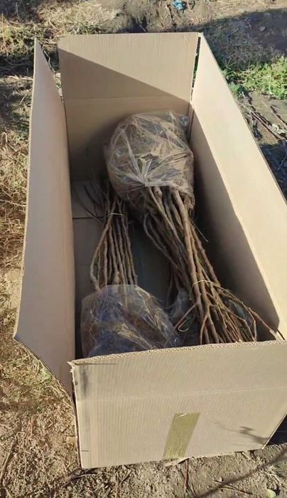 Саженцы нектаринов (персиковых)