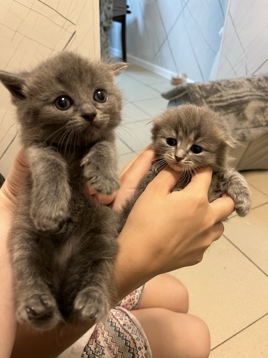 Катята пушистики