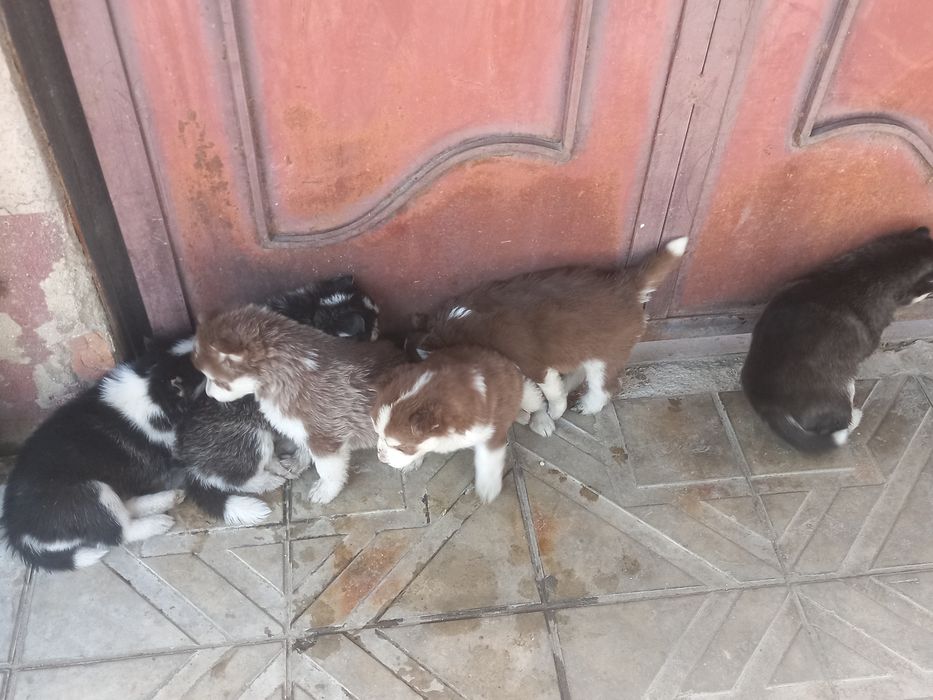 Продаются щенки породы Хаски.