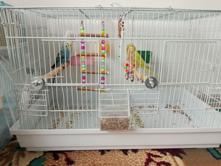 Продам папугай вместе с