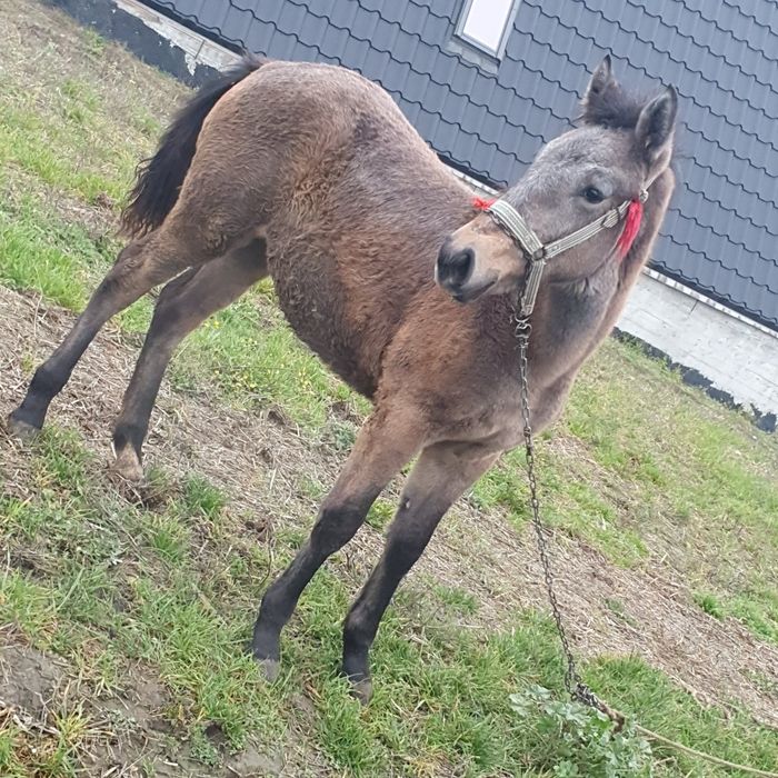 Vand manz  sau schimb cu vitei