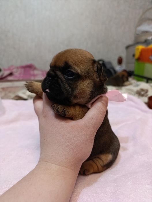 Продам щенков французского бульдога(Бронь)