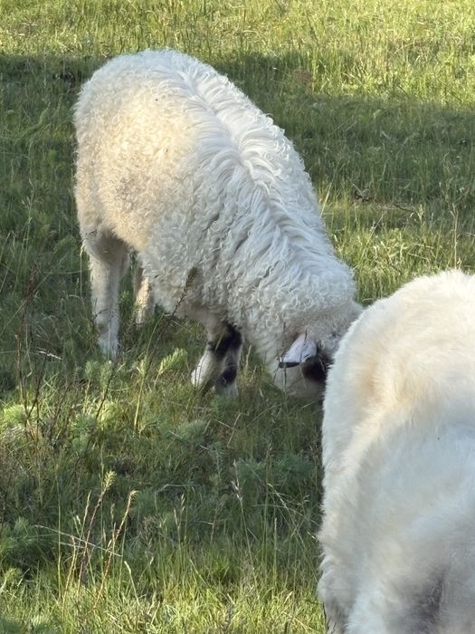 Miei sugari de pe oi mai multe detali la tel