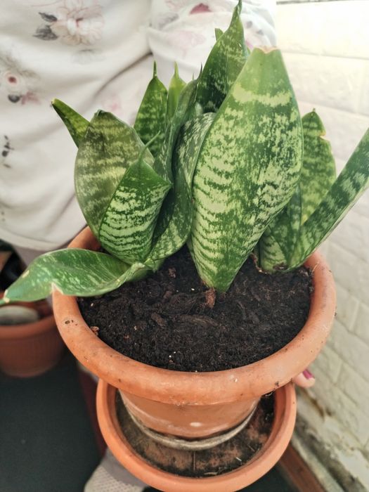 Plante de apartament.