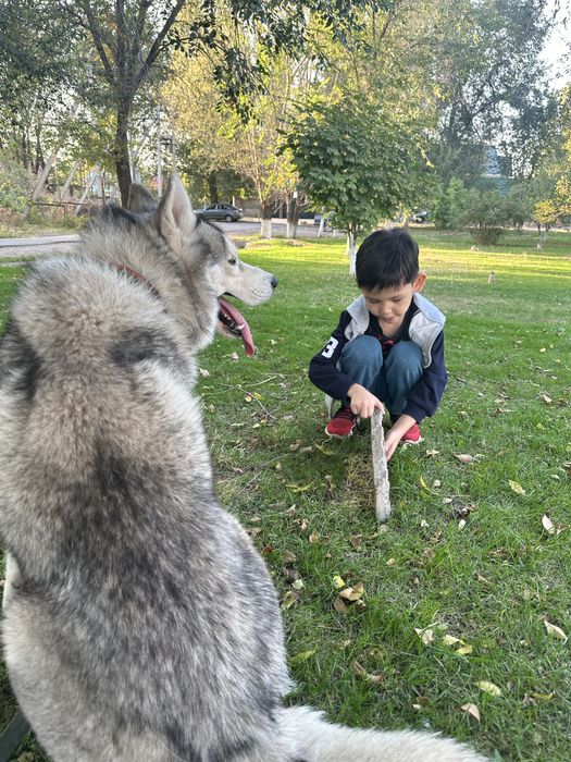 Продам хаски;мальчик
