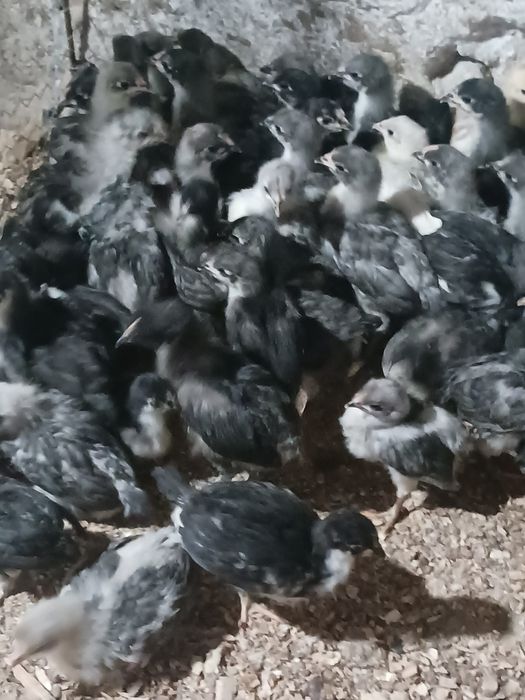 Pui Australorp de vânzare – mai multe vârste disponibile