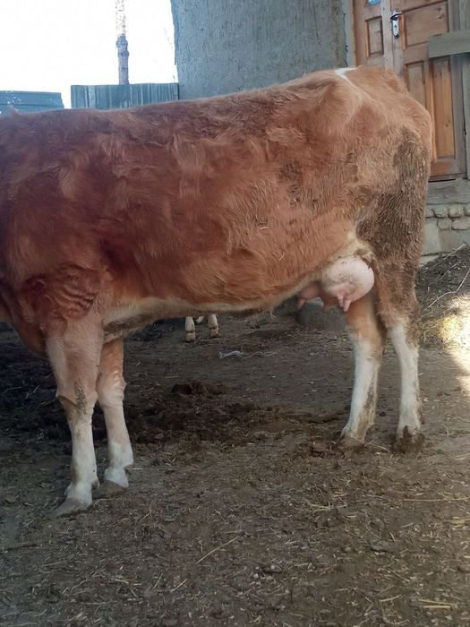 Zotli sigir va bola sotilaci