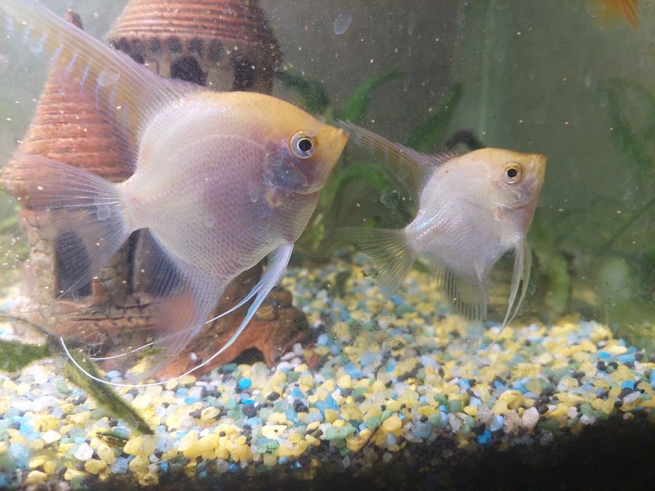 Продаётся аквариум с рыбками