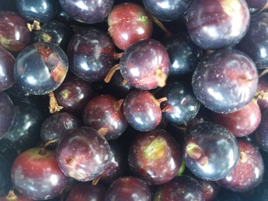 Россия Йоштаси  қора ва қизил смородина