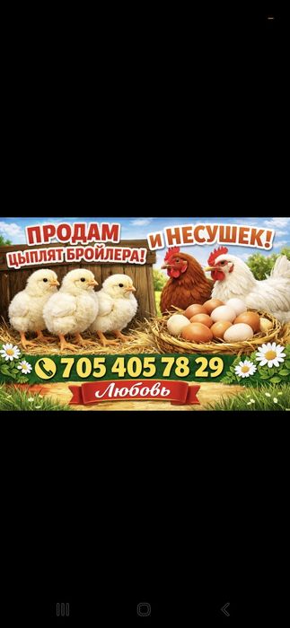 Цыплята бройлер вывод 19 апреля