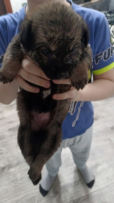 Отдам щенка в добрые руки девочка