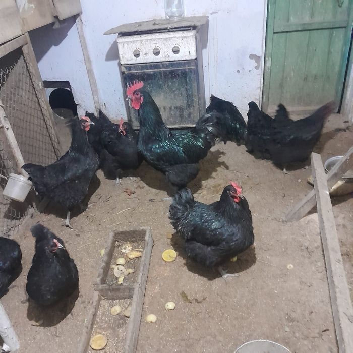 Продам яйца Джерсийский гигантагиганта