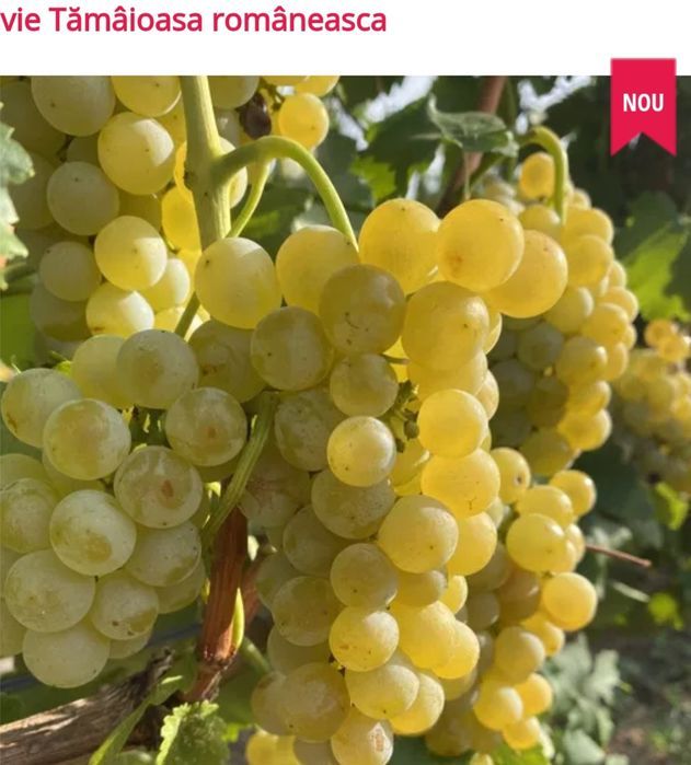 Material saditor Vita de Vie