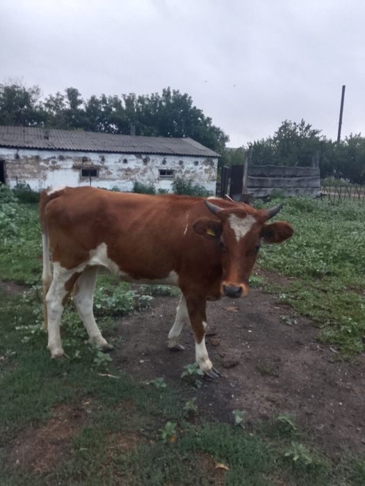 продам 2 быка, и одну телку