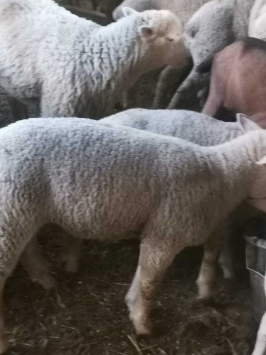 Vând mieluțe ile de France