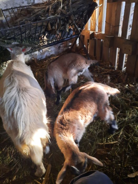 De vânzare capră cu doi iezi alpini