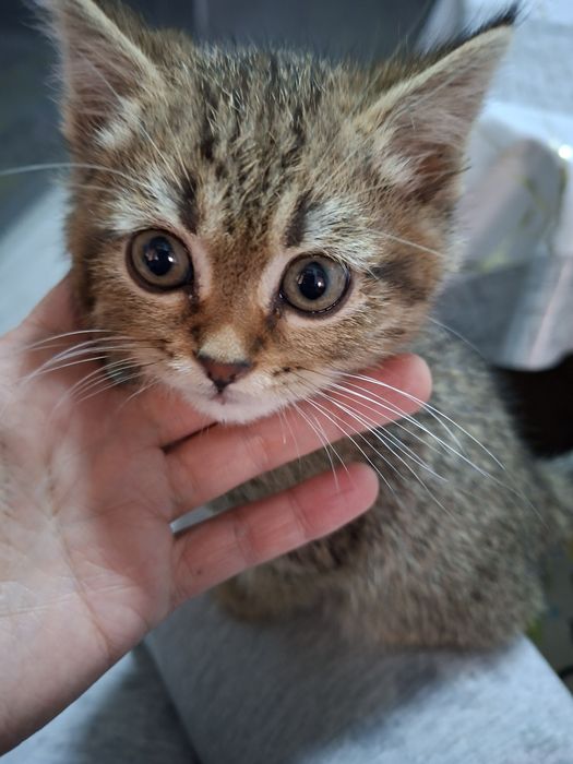 Мушукча сотилади