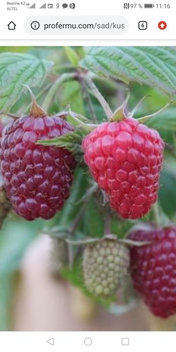 Саженцы Малины ремонтантные сорта