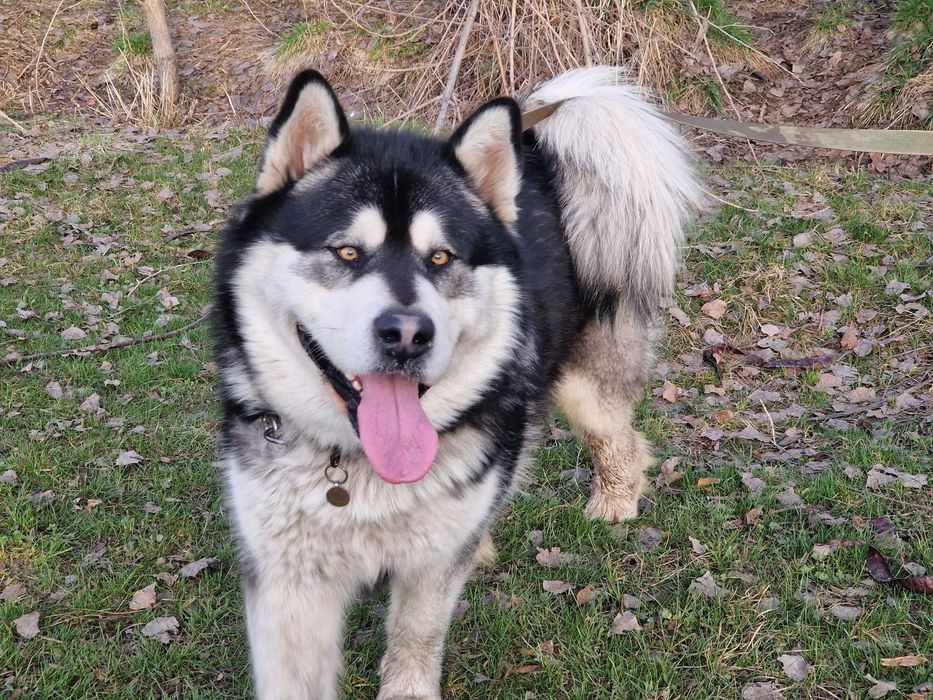 Вязка аляскинский маламут