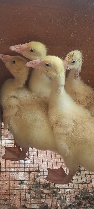Гусята   продам срочно
