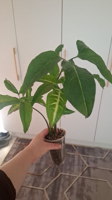 Продам комнатные цветы