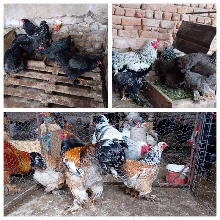 Oua Brahma exceptionale!