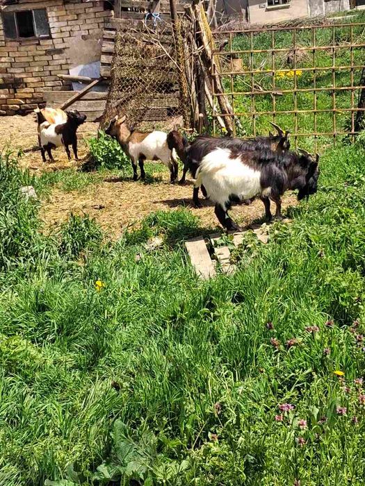 Мини декоративни козички