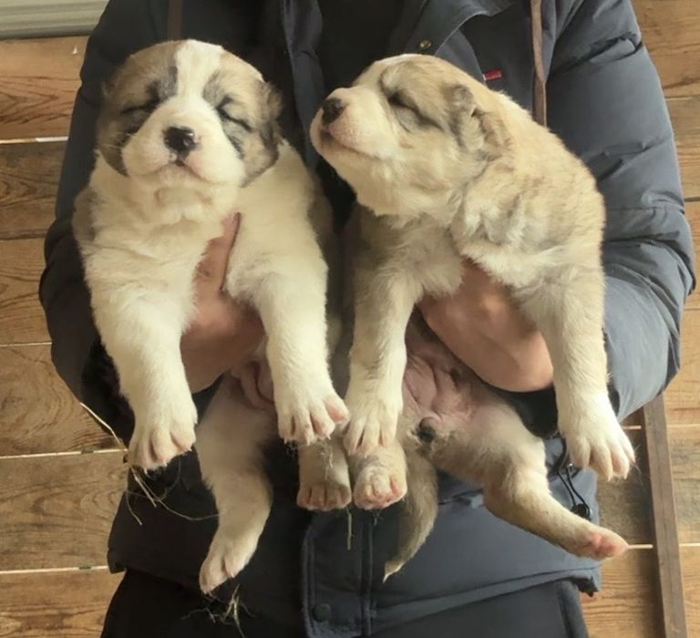 Щенки сао девочки