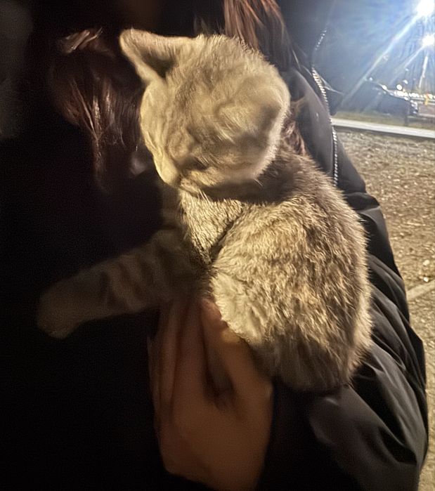 отдам котенка в добрые руки