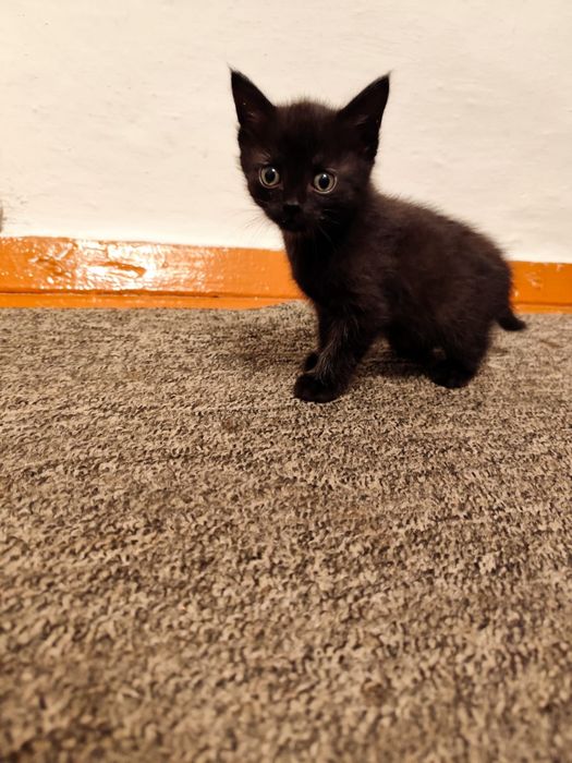 Котята, отдам в хорошие руки.