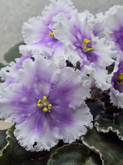 Фиалка Dn-Дух Рiздва