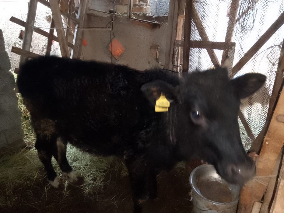 1 жасар ұрғашы бордақы бұзау сатылады