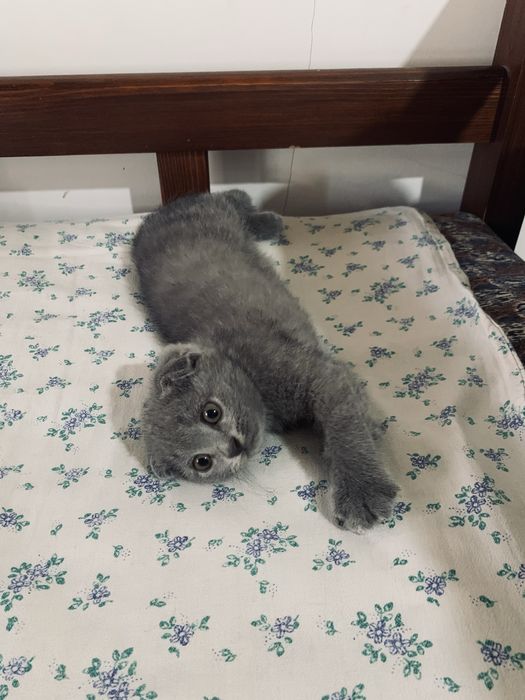 Скотиш фолд 2 ойлик