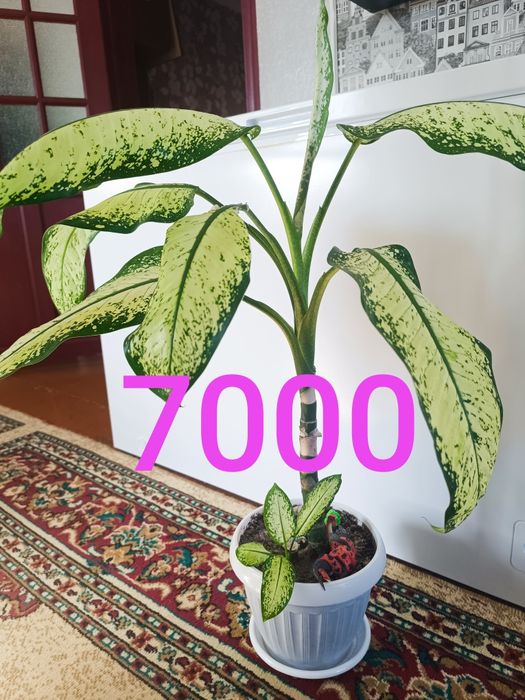 Домашние цветы  разные