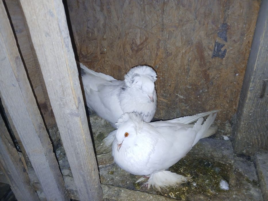 Porumbei de ornament