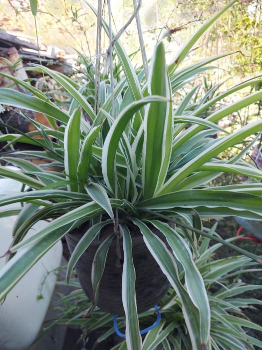 Хлорофитум, в том числе красивый сорт Оранж