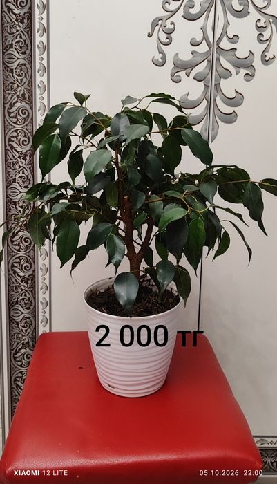 Комнатные растения