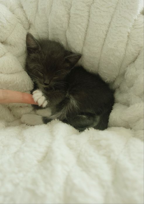 продам котенка,со всеми вещами,лоток,домик,игрушки,корм,наполнитель